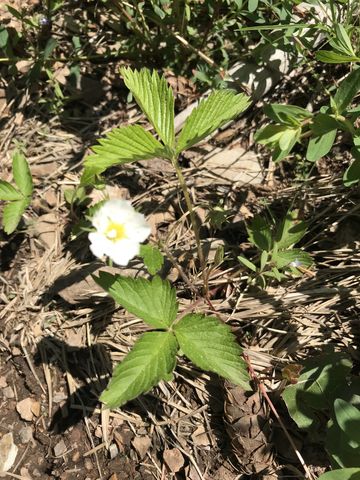 Strawberry blossoms