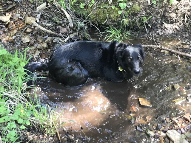 Naughty cooling down in one of many small streams