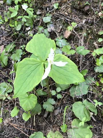 Trillium