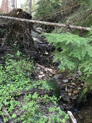 A mossy tributary