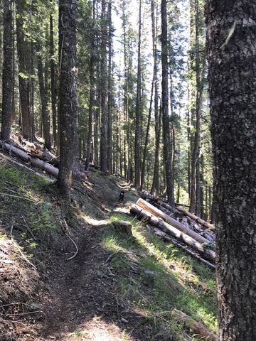 Around the 2-mile mark the trail reenters the woods