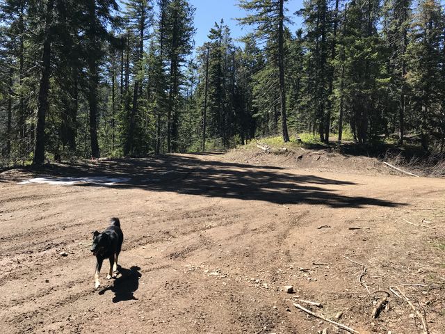 Trail 234 ends at a forest road