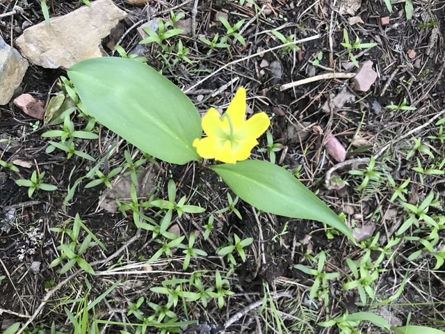 Glacier Lily