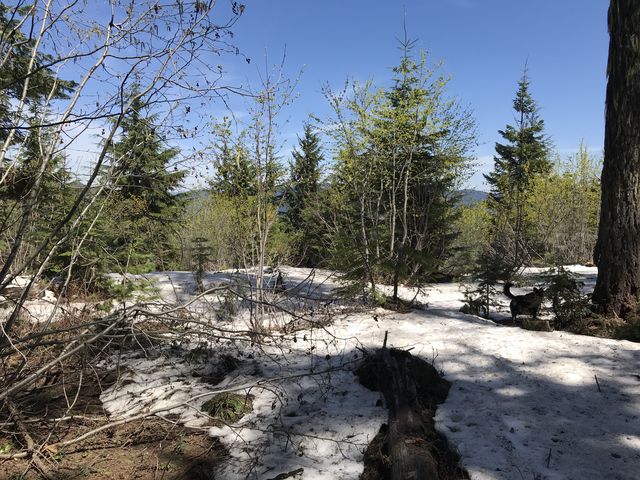 A few remaining patches of snow on Nicholas Ridge