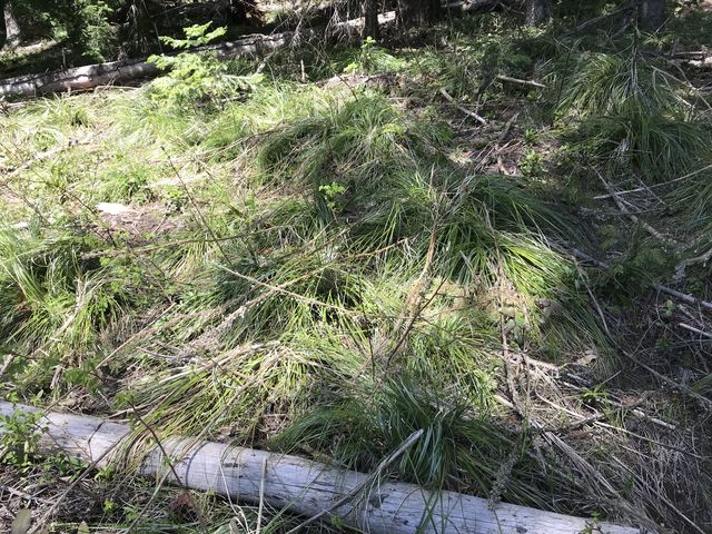 Beargrass getting ready to make stalks