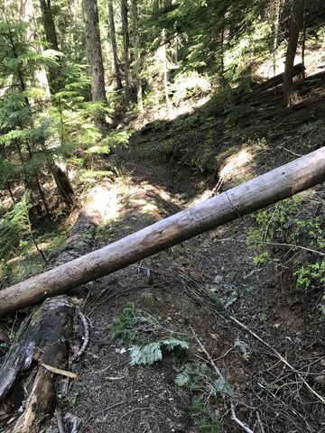 Youll encounter many downed logs on the lower Hells Canyon trail