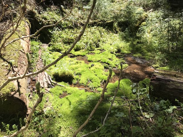Moss-covered creekbank