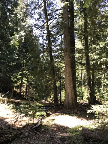 Giant old-growth cedars near the creek