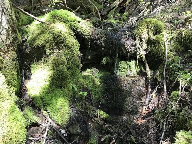 Lots of mosses and ferns along the lower trail