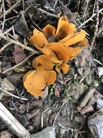 Fungi sprouting