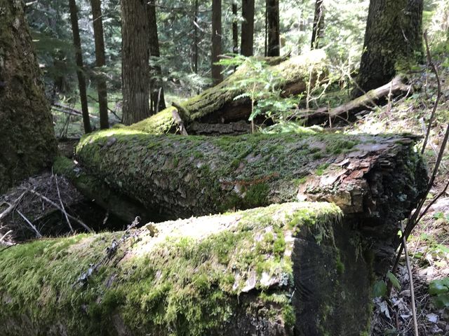 Moss-covered logs