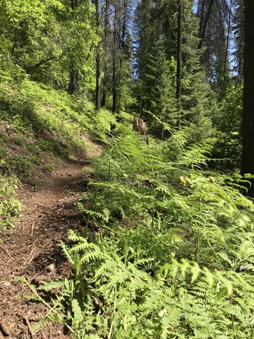 Trail #44 heads up the mountain quite steeply