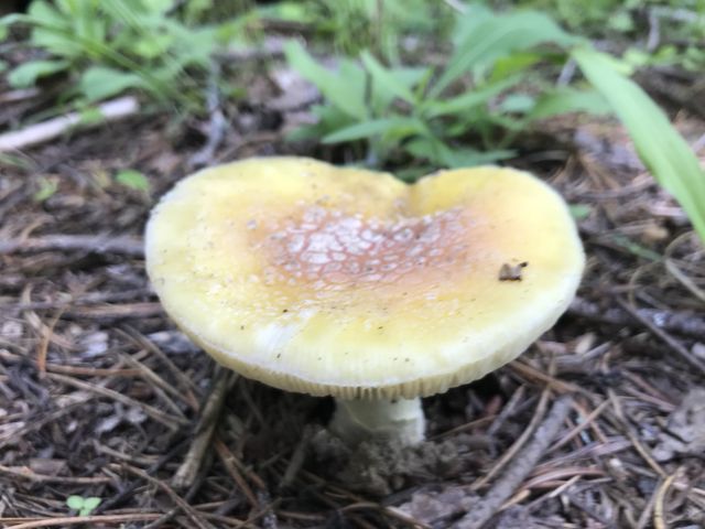 Lots of mushrooms in late spring