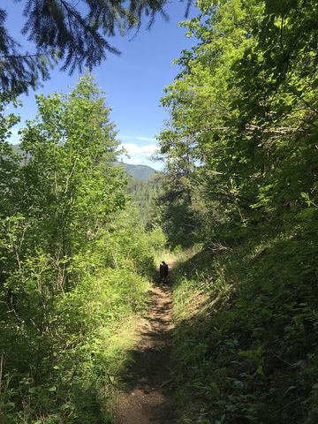 The singletrack slants downward slightly towards the East Fork