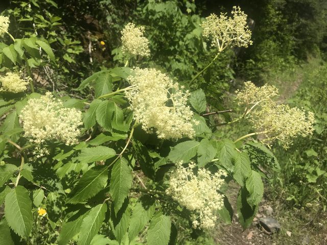 Elderberry