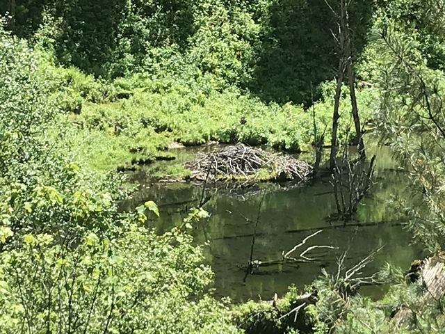 Beaver lodge