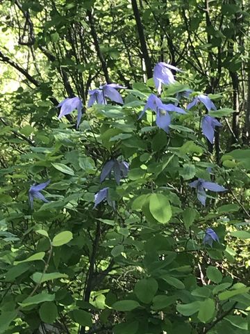 Pretty flowers. Not sure what it is