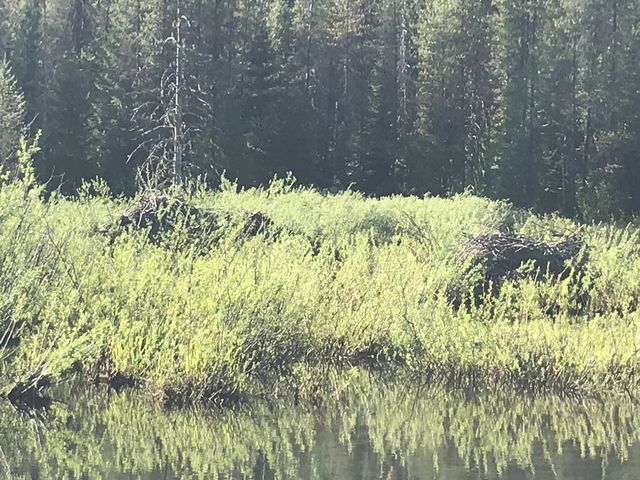 A couple beaver lodges in Bronson Meadows