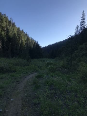 Bronson Meadows trail. Its an old railroad grade