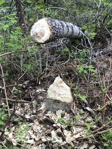 Beavers are very busy everywhere