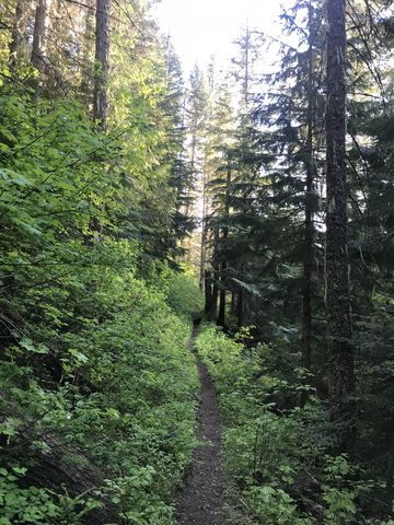 The last section of the Bronson Meadows trail lifts off the valley floor and contours along Cameron Hill