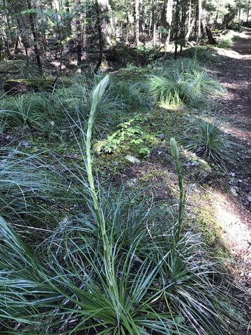 The first beargrass stalk of the season