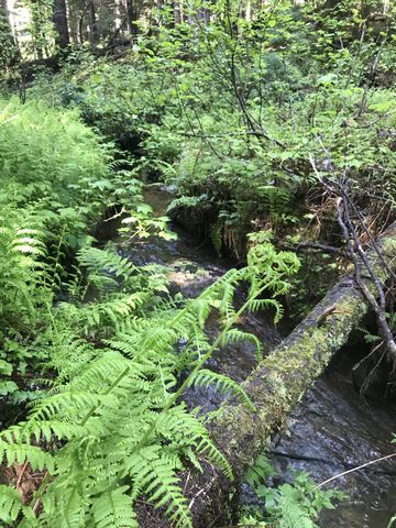 There are a few small brooks near Armstrong Meadows