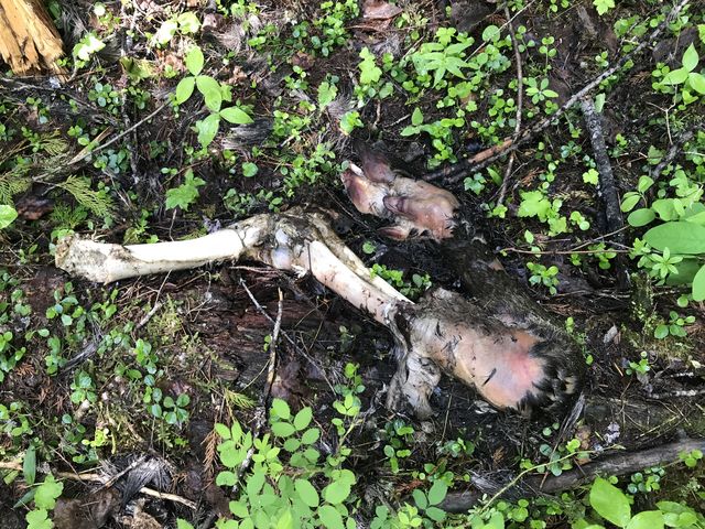 The obligatory carcass. Appears to be an elk or moose
