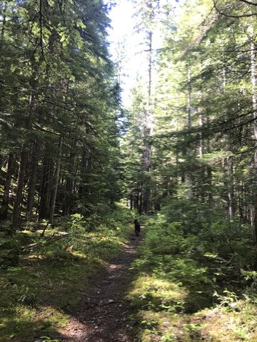 The lower parts of the Plowboy Mountain trail 295 are lush and easy. Dont be fooled.