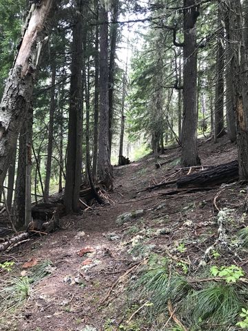 Ferns and mosses yield to beargrass and huckleberries