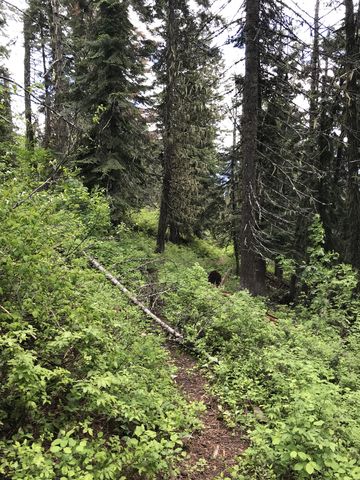 Much of the descent from Plowboy is on singletrack