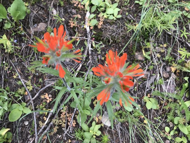 Indian paintbrush