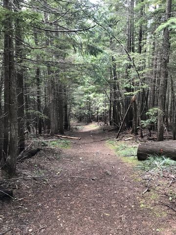 The lower parts of the descent from Plowboy takes advantage of an old skid road