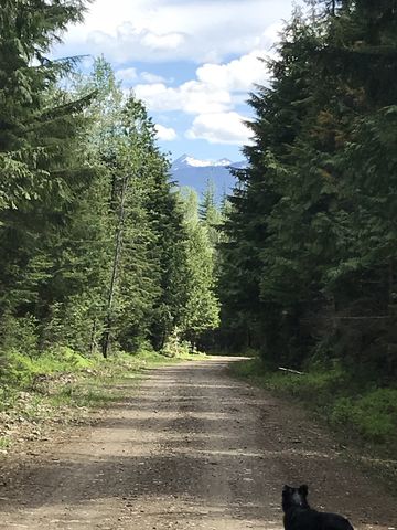 Hiking on FR 1341 back to the Beaver Creek Campground