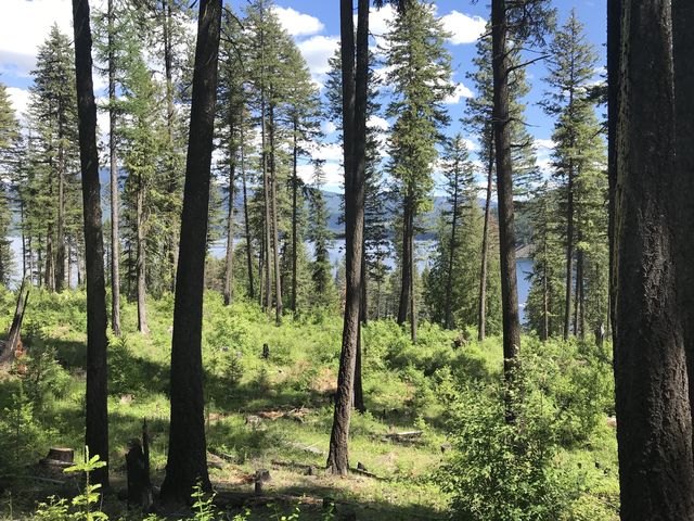 Views of the lake from the Woodrat trail are very limited