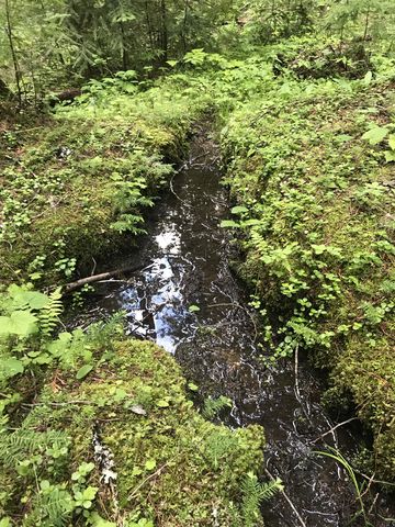 A small, likely seasonal, trickle on the Woodrat trail. Theres a bridge over it