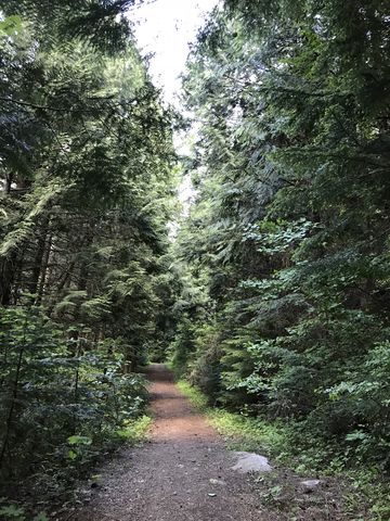 Trail 121 starts out on an old forest road