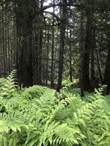 Much of the lower sections of trail 121 are lined with ferns