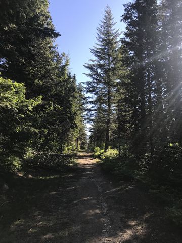 Trail 132 (an old fire road)