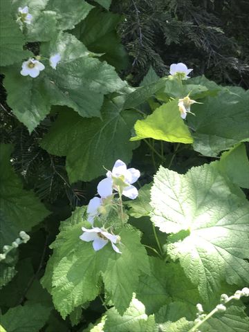 Thimbleberry blossoms