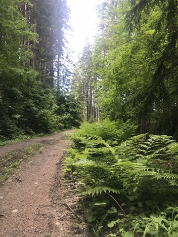 Trail 130 along the back (nothwest side) of Mount Spokane. Its still an old fire road