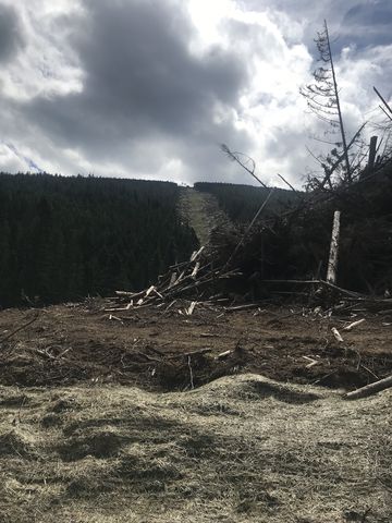 Clearcuts where new ski runs are being put in