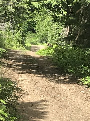 A moose and calf (in the middle of the upper third of the photo, by the side of the road)