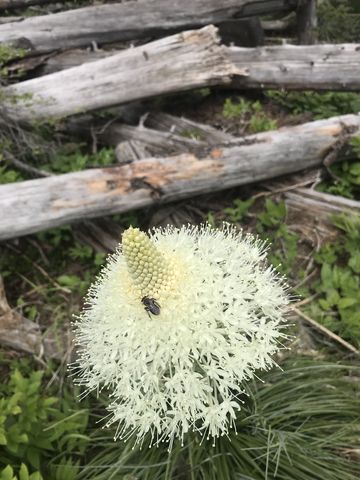 We werent the only ones taking a liking to beargrass blossoms!