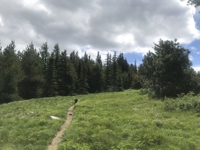 Lush green meadowy stretches from Day Mountain to the saddle between Day Mountain and Kit Carson