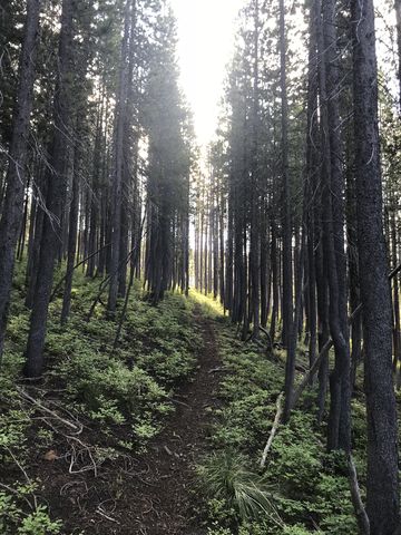 Hiking uphill to the stateline is pleasant, albeit steep in places