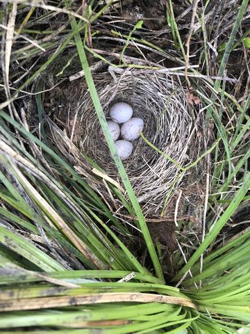 Eggs of a ground-nesting bird