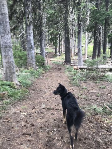 Naughty on trail 135 heading back to Upper Glidden Lake