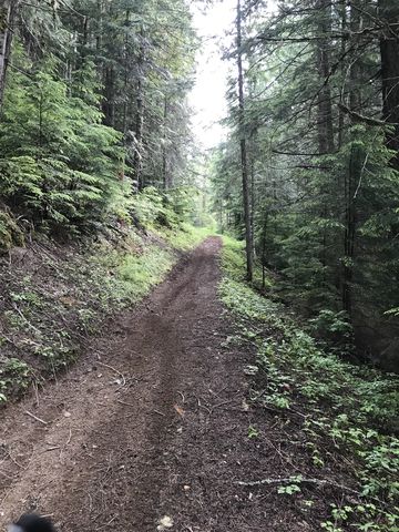 Trail 251 is relatively flat as it parallels Gold Center Creek