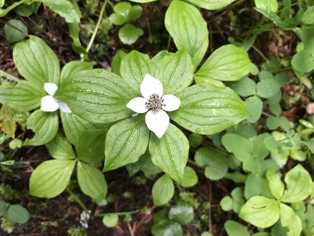 Pretty spring flowers abound